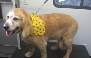 Temecula Dog Grooming