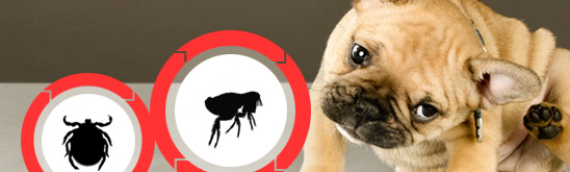 Flea & Tick Season 101